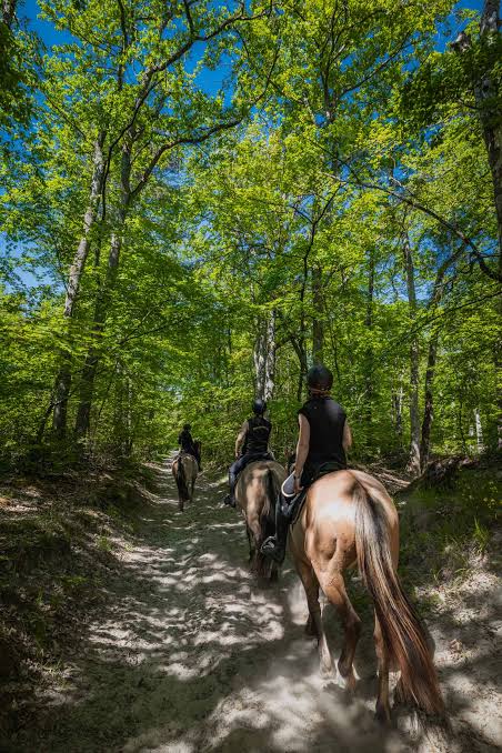 Cavaliers parcourant un sentier ombragé en forêt